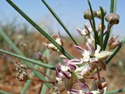 Asclepias praemorsa purple flower markings